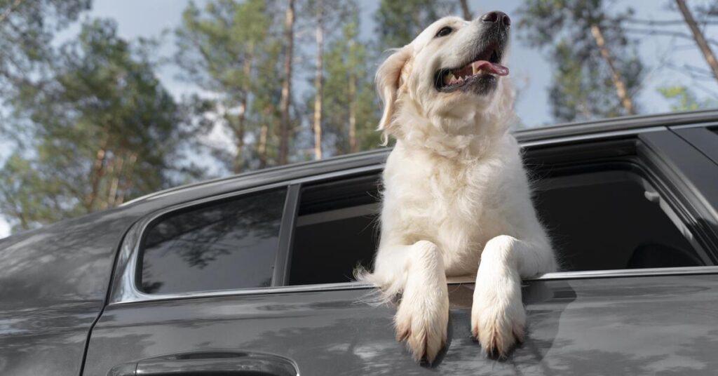 pet friendly car service